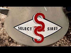 Triple R Farms: AI Process with Top Sires