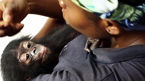 At three months old, a young bonobo named Ikoto was taken from his mother and sold into captivity. Though we don’t know Ikoto's exact circumstances, baby bonobos who fall victim to the illegal wildlife trade often have witnessed the slaughter of their families and been ripped from their natural homes. But in March 2023, with IFAW’s support, Ikoto was rescued! 🐵 Check-in on Ikoto's journey from traumatized orphan to courageous and confident young bonobo. >>> g.ifaw.org/4afdAXf | ifaw