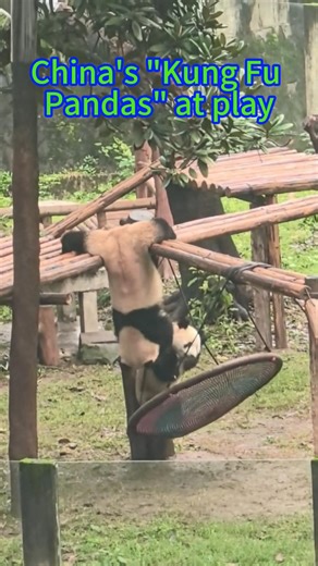 Check out this adorable scene at the Chongqing Zoo in southwest China, where pandas were "practicing" Chinese kung fu. #China #pandas #KungFu | China Xinhua News