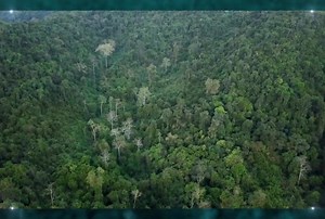 68K views · 1.4K reactions | 60 ปี การอนุรักษ์สัตว์ป่าไทย 26 ธันวาคม วันคุ้มครองสัตว์ป่าแห่งชาติ | สำนักอนุรักษ์สัตว์ป่า Wildlife Conservation Office, Thailand | Facebook