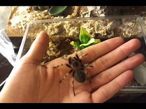 Mexican Red Knee Care Video