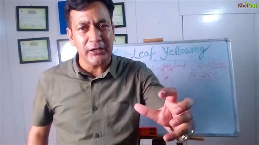 🍏 Apple Diseases Alert! Scab, Alternaria aur Marssonina ke Symptoms, Control Methods & Prevention Tips 🌱 Farmers ke liye Zaroori Jankari ✅ #AppleFarming #PlantHealth #DiseaseControl #jittuchauhanorchardist #farmers | Jittu Chauhan Orchardist