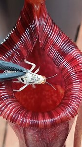 Tropical Carnivorous Plant eats everything (part 2) #reels #reelsvideo #reelsviral #viral #fyp #trend #trendingreels #trending #plant #carnivorousplant #insect #nature | Carnivorous Plants