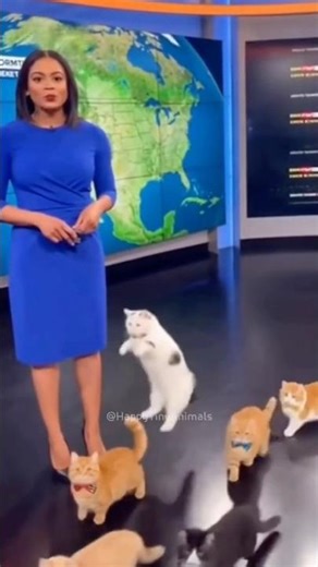Breaking News: Cat Takes Over Live Weather Report 💀📺🤣
