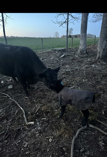 Essential Rules for Tagging Angus Calves on the Ranch