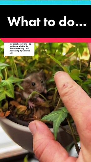 Deer Mice vs. House Mice: Key Differences Explained