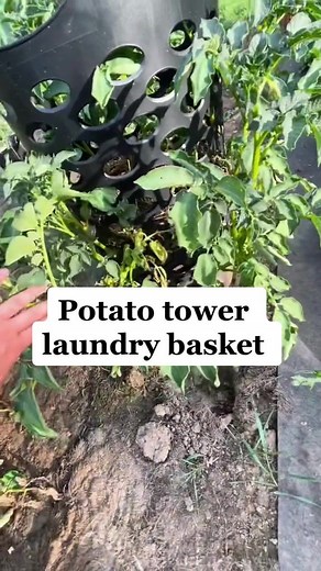 Potato Tower: Easy Potato Harvesting with a Laundry Basket!