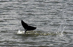 Rare Irrawaddy dolphins found in Indonesian waters