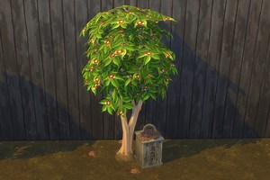 Cloves | BrazenLotus