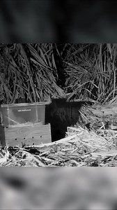 Lost Leopard Cub Keeps Crying For Mom #leopard #pet #animals #viral | Jack and Roll