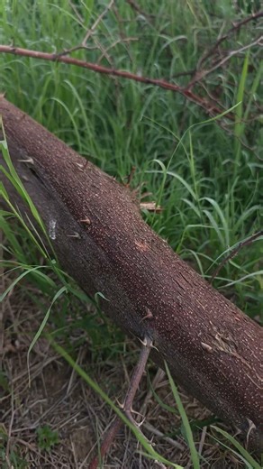 asmr outdoor tapping and scratching