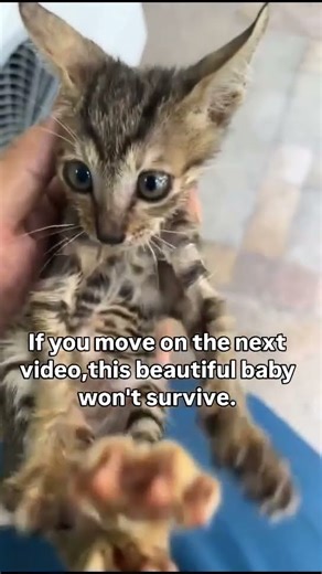 healing, and a full belly ways to help kitten, link in bio to donate