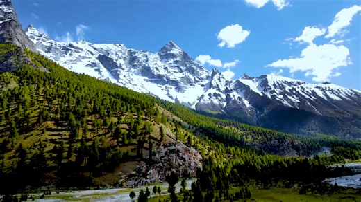 Mountains, Trees, Forest. Free Stock Video