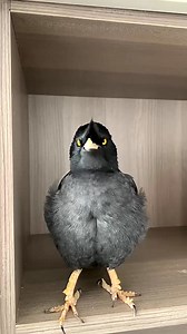 Amazing! Myna so cute 😍✨ #birdsbecometheessence #talkingbird #breakbird #birdwatching #會說話的鳥 #commonhillmyna #animals #singbird #birdsofinstagram #birdsarefine #birds #pet #birdsspeak #love #reelsfb #birdssotalented #animal | Daily Birds