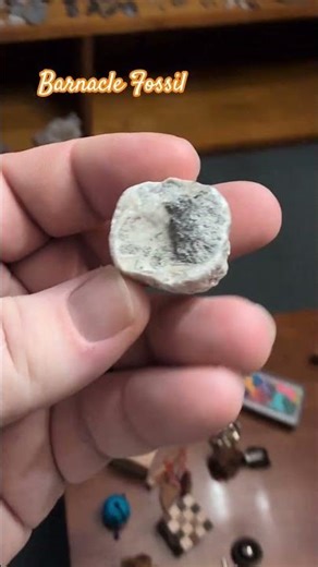 #barnacle #fossil #complete #shell #rock #seashell #quarry #northcarolina #beachcombing #rockhound