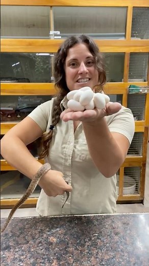 Tiny but mighty! 🤩 Here’s a look at a Children’s Python and a cluster of her eggs🐍