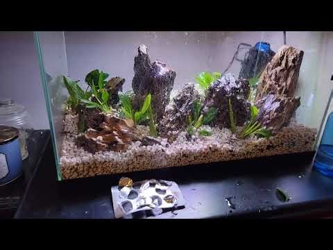 My Very 1st Aquascaping Project