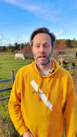 English or Swedish? 🇸🇪 | Theswedishlad