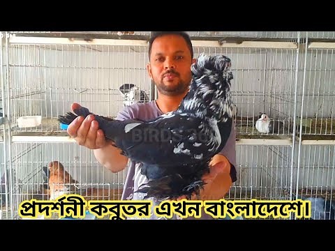 Giant Hungarian House Pigeon | Exhibition House Pigeons | Fancy Pigeon | Top House Pigeon Collection