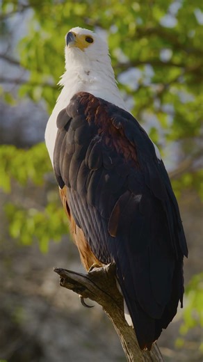 African Fish Eagle - Chobe River, Namibia