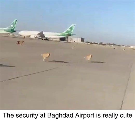 4.3M views · 3.7K reactions | Just imagine being greeted by these doggos when your plane touches down! | paddleyourownkanoo.com | Facebook