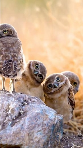 Owl Rotates Head For 360 Degree Vision #owl #360degree #jungle #wildlife #animals #discovery