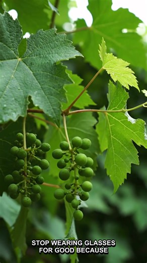 STOP Glasses! Grandma_s Fruit CURES Your Vision! 👀 #EyeHealth #NaturalRemedy #VisionImprovement #GrandmasTips #HealthSecrets