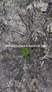 🔥Let’s Talk Muirburn 🌿 These clips show how moorland responds after Muirburn has taken place - 🔥 First part of footage - Muirburn fire burnt in March this year 🔥 Second part of footage - two years growth 🌿 Fresh, healthy regrowth that benefits wildlife, grazing, and biodiversity! Controlled burning is a long-standing part of upland land management, supporting habitat health and biodiversity. Controlled burning is not just about land management – it also plays a key role in reducing the risk