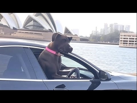 LIVE: Sydney Drive Date - Where Should We Go Next?!