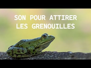 Cricket Sounds to Attract Frogs | Realistic Sounds to Observe Them!