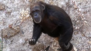 4K. Ultra HD. Chimpanzee sitting on the ground, in the mountains, next to the rocks and in a natural environment. Hot habitat. Chimpanzee looking towards the camera. Nature, animals.