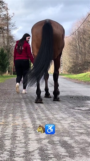 Mon handicapé pref 🫶🏻 (video explicative a retrouver dans la liste de lecture) #horse #pony #poney #equestrian #chevaux #cheval #equestrianlife #proprietairecheval #handicaphorse #handicap #cso #cavaliers #harper