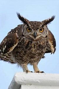 CAPE EAGLE-OWL - Unique vocalizations The Cape Eagle-owl is a species of owl in the family Strigidae and it is one of several large species of the eagle-owl genus Bubo. It is primarily found in mountainous regions or hilly areas in Africa with rocks where they find areas to roost. They can also be found in adjacent woodlands, grasslands, and wooded gullies. The Cape Eagle-Owl is a large, robust raptor with predominantly brown plumage, mottled with darker brown and black. This camouflaged pattern