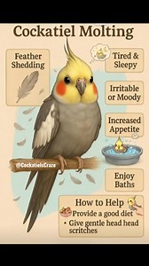 🦜 Cockatiel Molting: 5 Signs Your Bird Is Shedding Feathers & How to Help! Description Is your charming cockatiel suddenly looking a little rough around the edges, feeling sleepy, or extra moody? They might be going through a MOLT! 😟 This natural process of shedding old feathers and growing new ones can be a confusing time for both you and your feathered friend. In this short, we break down the 5 key signs of cockatiel molting, directly inspired by this easy-to-understand visual guide: * Feath