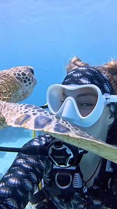 193K views · 5K reactions | A moment of calm beneath the waves : @dive_down_under https://www.instagram.com/dive_down_under/ - #diving #scuba #scubadiving #scubadivinggirls #turtle | Diving Specials | Facebook