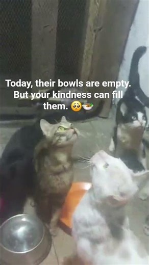 At Geof Cats & Dogs Rescue, every cry we hear is a silent prayer for food.These innocent souls were.