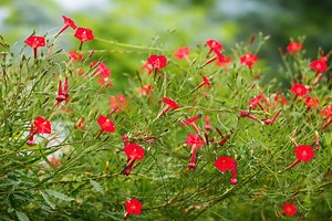 50 Cardinal Climber Seeds | Rare Red Ipomoea Vine | Hummingbird Magnet Flower | Fast Growing Morning Glory - Etsy