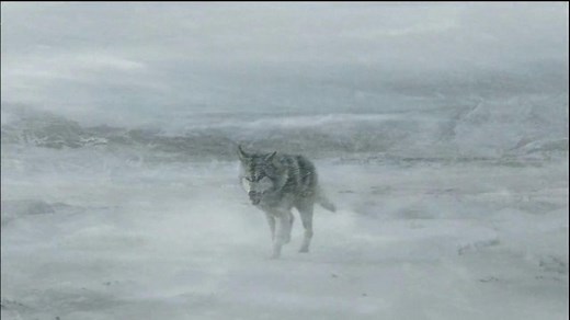 Emerson Network Power TV Spot, 'Wolf in Snow'