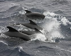 Pilot whale - Alchetron, The Free Social Encyclopedia