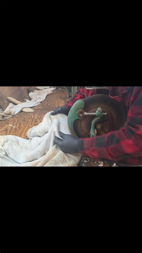 Fannin sheep 1/2 speed.. | Young's Fur Dressing LLC