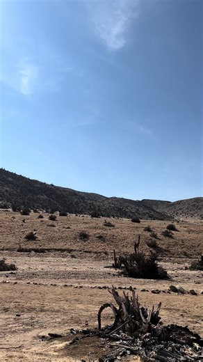 Finding treasures all over #fyp #chile #microp #desert #pandeazucar #cactus #nationalgeographic #nature