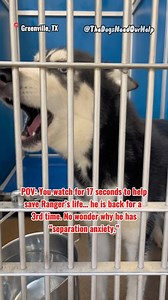 🚨Please stay 17 sec & comment to help save Ranger before he’s euthanized as soon as 4/23 for space. He is 1 of longest residents in a chronically full high k!ll shelter. Sweet 1 year old Ranger was returned to the shelter again (3 months later), so no wonder why he has separation anxiety. I found the recent owner on fb.. Before blocking me, he said Ranger is kid friendly, not house trained, very anxious & destructive, pulls hard on leash, chases other dogs & cats “doesn’t know how to act around