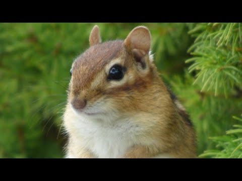 Eastern chipmunk - wild chipmunk looking for and eating food - chipmunk part 3