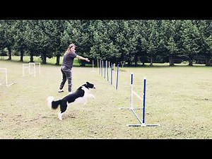 Training Tricky Weave Entries | Dog Agility with Amo