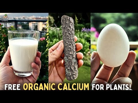 Calcium Uses & Benefits For Plants! (Organic Sources*)