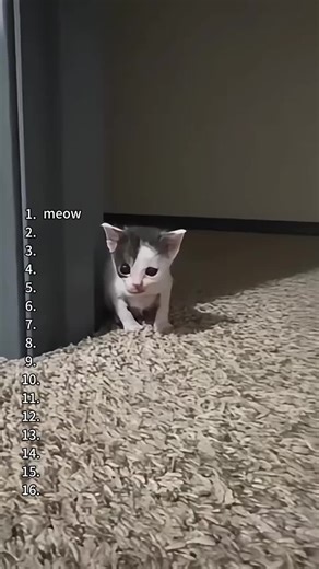 top gatos #foryou #fyp #tiktok #animais