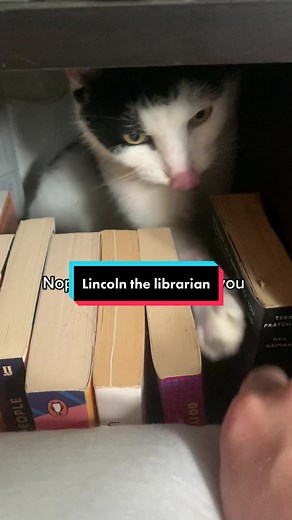 Meet Lincoln, the Geeky Library Cat