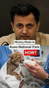 Mukhi Makes History — First India-Born Cheetah to Give Birth!