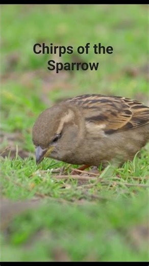 Listen to the relaxing chirps of the Sparrow