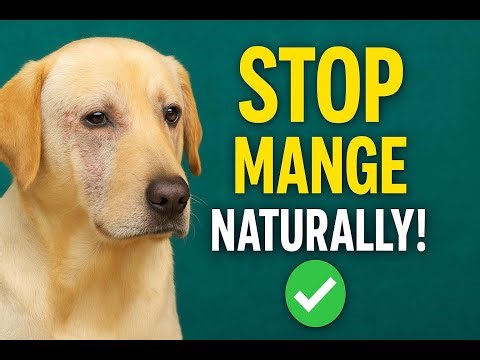 7 Easy Home Remedies for Mange in Dogs (Safe & Natural Step-By-Step!)